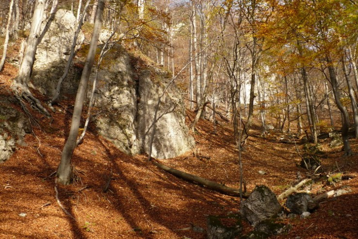 Prírodná rezervácia Rokoš
