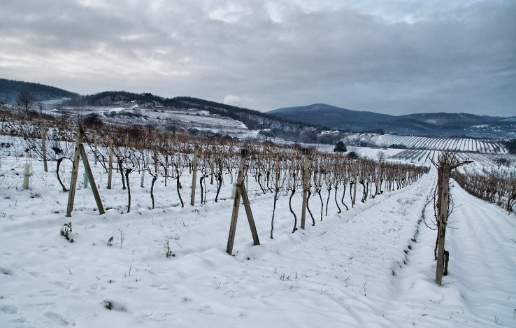 Zima vo vinohradoch