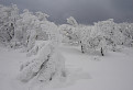 Snehové bonsaje Vtáčnika