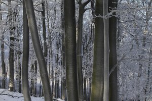 Zima pod Klokočom
