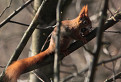 veverica stromová (Sciurus vulgaris)