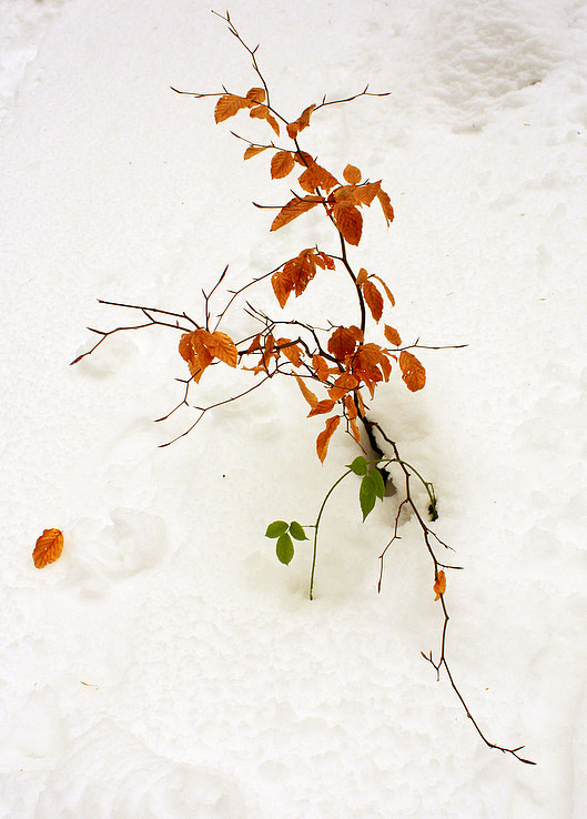 Zimná ikebana