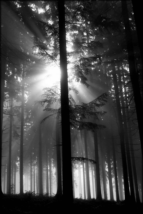 tajomný les