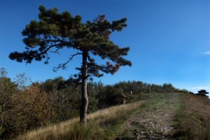 Zobor