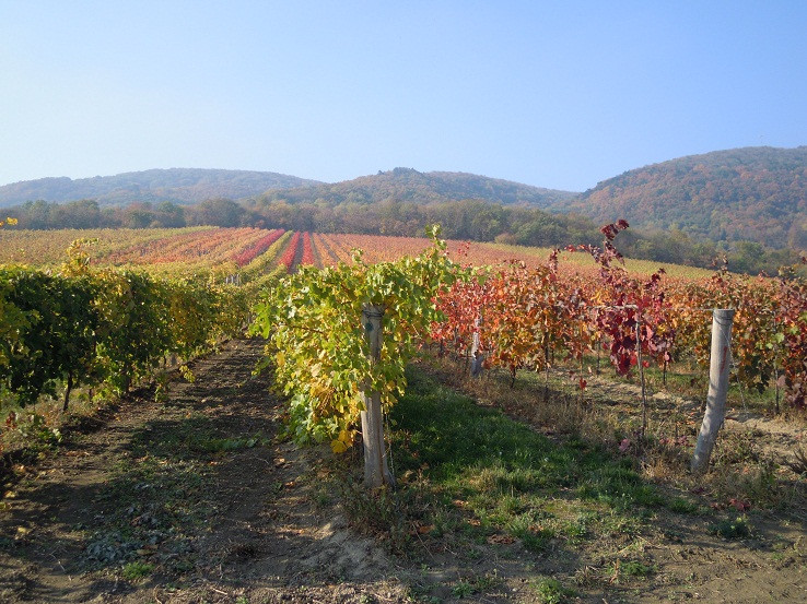 jesenný vinohrad