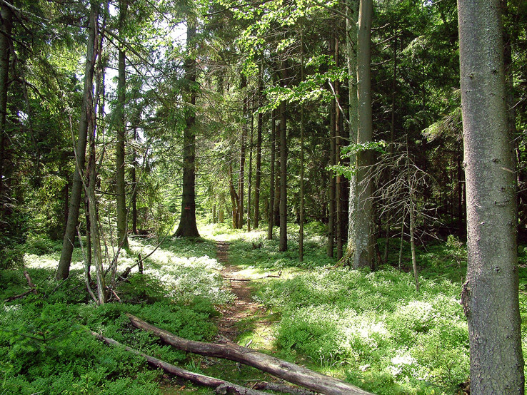 Borovnicovy lesík