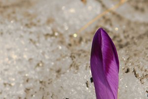 Lilavý hrot