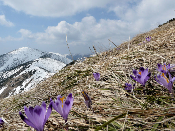 Jar v Nízkych Tatrách