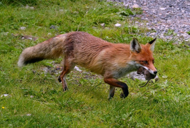 Líška a jej obed
