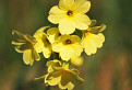 Prvosienka vyššia (Primula elatior) / 1.2000
