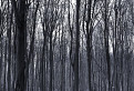 Čiernobiely les