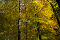 Jesenným malokarpatským lesom. / 1.0000