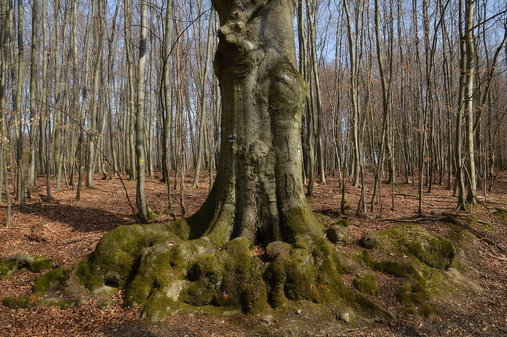 Pazúrový strom