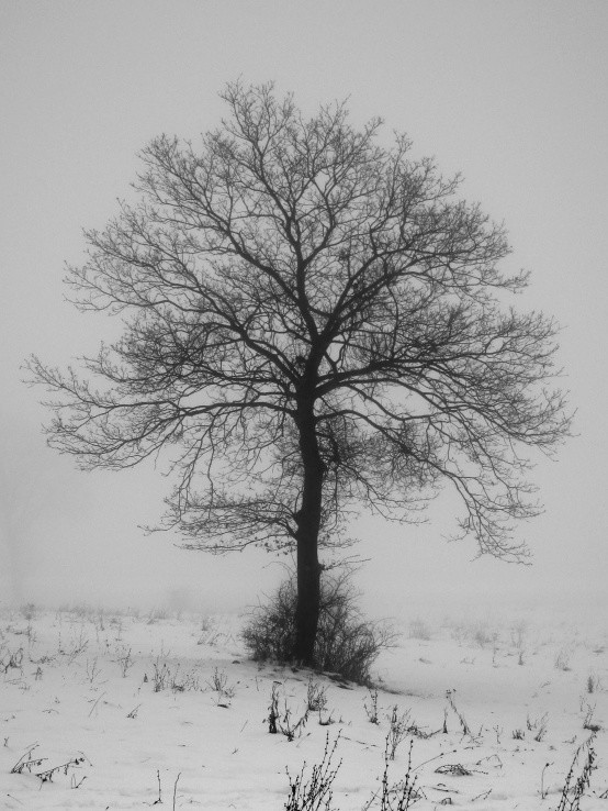 Strom v hmle