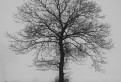 Strom v hmle