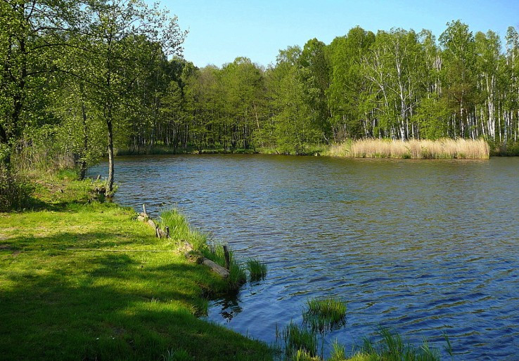 Peterský rybník  na jar. 