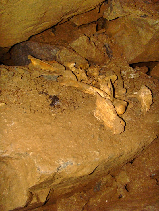 Jaskyňa mŕtvych netopierov - pozostatky živočíchov