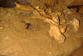 Jaskyňa mŕtvych netopierov - pozostatky živočíchov